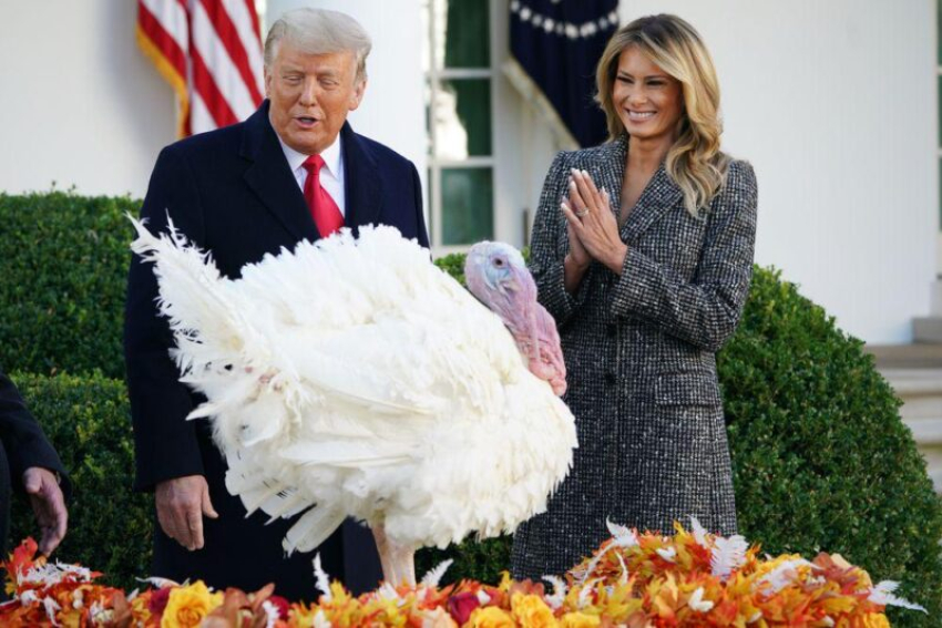 Թրամփը Գոհաբանության օրվա կապակցությամբ պաշտոնապես ներում է շնորհել Կուրլիկկա անունով հնդկահավին