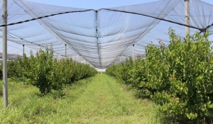Կարկտապաշտպան ցանցերի ներդրումն առավել հասանելի կդառնա