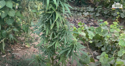 Արմավիրի համայնքային ոստիկանները Մրգաշատ գյուղի տներից մեկում թմրանյութ են հայտնաբերել. Տեսանյութ