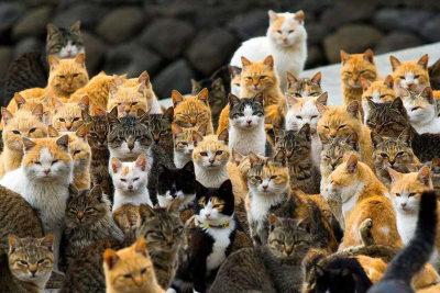 Հերքվել են կատուների մասին չորս տարածված առասպելները