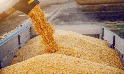 Ռուսական ցորենը 2-րդ կարգի է, ղազախականը՝ 3-րդ․ ՍԱՏՄ