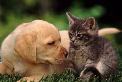 Ինդոնեզիայի մայրաքաղաքի քաղաքապետը խոստացել է արգելել շան և կատվի մսի վաճառքը