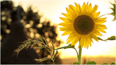 Օդի ջերմաստիճանը կբարձրանա 3-5 աստիճանով