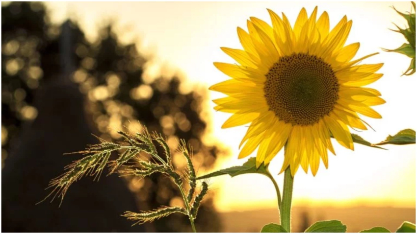 Օդի ջերմաստիճանը կբարձրանա 3-5 աստիճանով