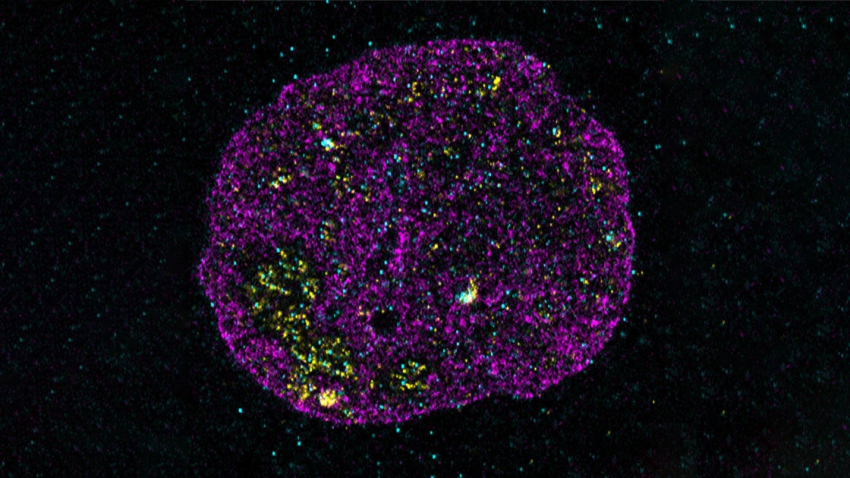 Գիտնականները հայտնաբերել են կյանքի երկրորդ լեզուն. հնարավոր է՝ ԴՆԹ-ի ձևը ծածկագիր է