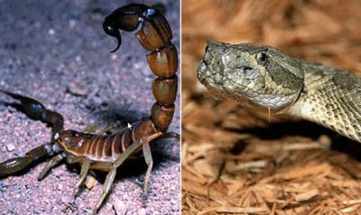 Հայաստանում կարիճի և օձի խայթոցի քանի՞ դեպք է գրանցվել այս տարի