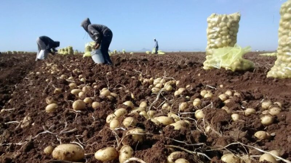 Մինչև հունիսի 30–ը հնարավոր կլինի 0% մաքսատուրքով կարտոֆիլի սերմացու ներմուծել Հայաստան