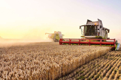 ԱՄՆ-ում մշակել են ցորենի տեսակներ, որոնք արտադրում են իրենց սեփական պարարտանյութը