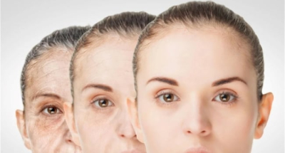 Կենսաբանական ծերացումը, ըստ ամենայնի, սկսվում է սեռական հասունացումից հետո. Aging-US