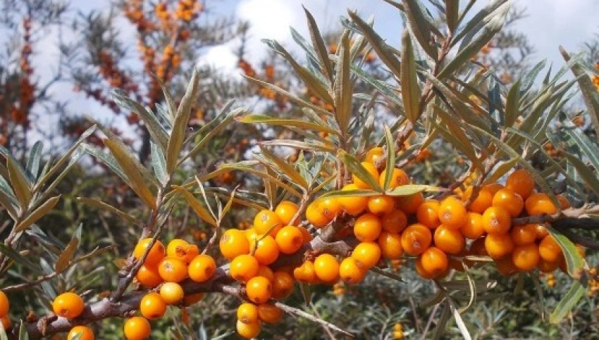 Օդի ջերմաստիճանը մի փոքր էլ կնվազի. եղանակի տեսություն