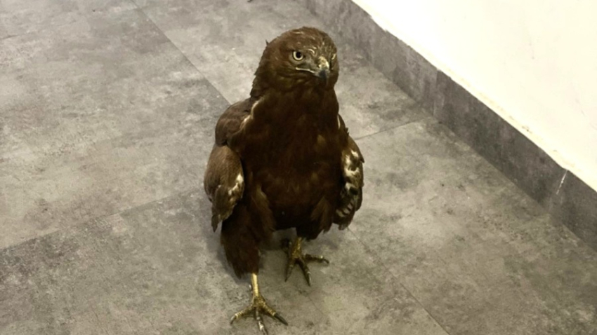 Կարմիր գրքում գրանցված արծիվը տեղափոխվել է Երևանի կենդանաբանական այգի