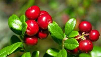 Այս հատապտուղն օգտակար է շագանակագեղձի բորբոքման դեպքում